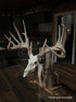 1/2 Scale Replica – "Artist Series"
