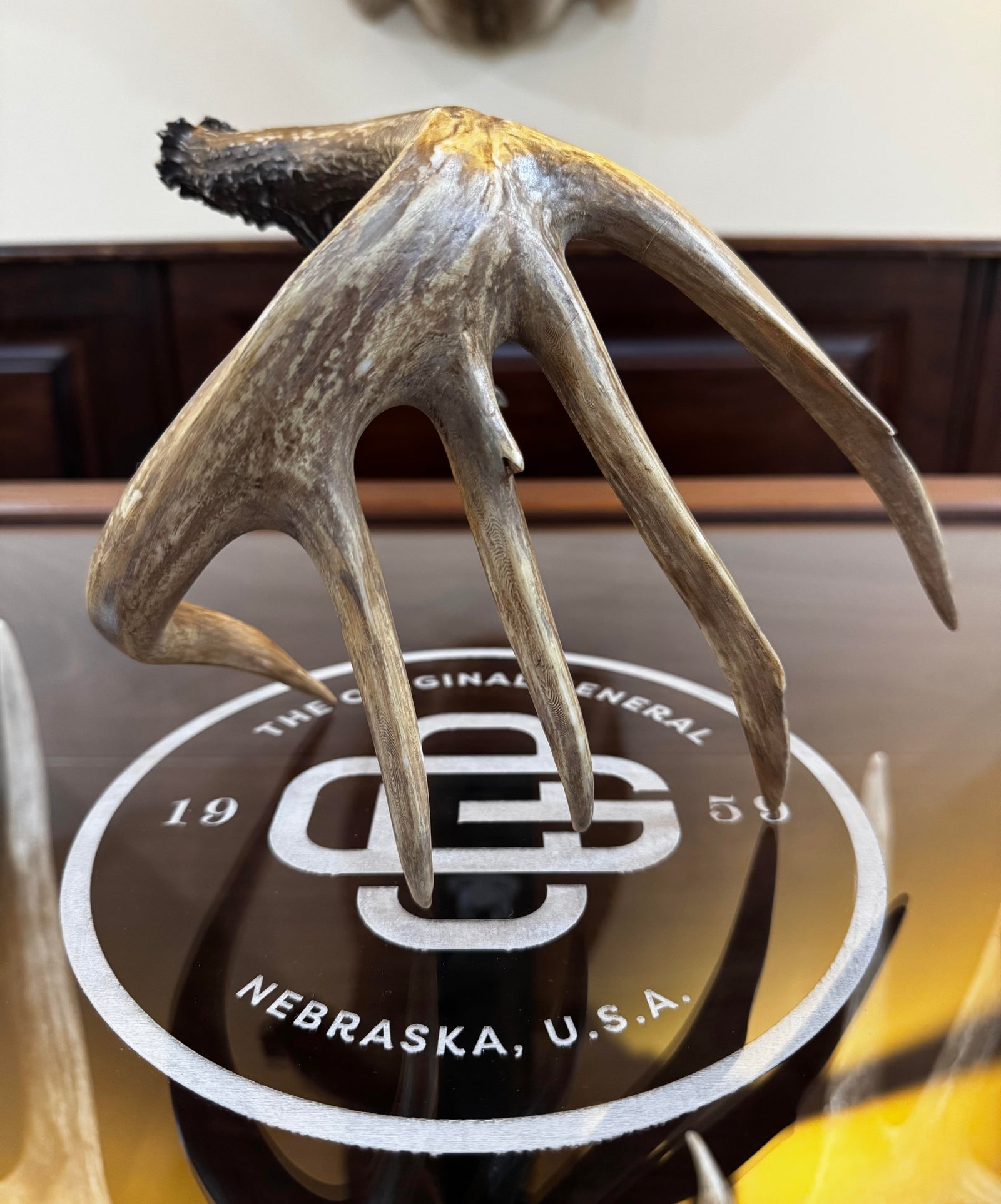 1/2 Scale Painted Right Antler 