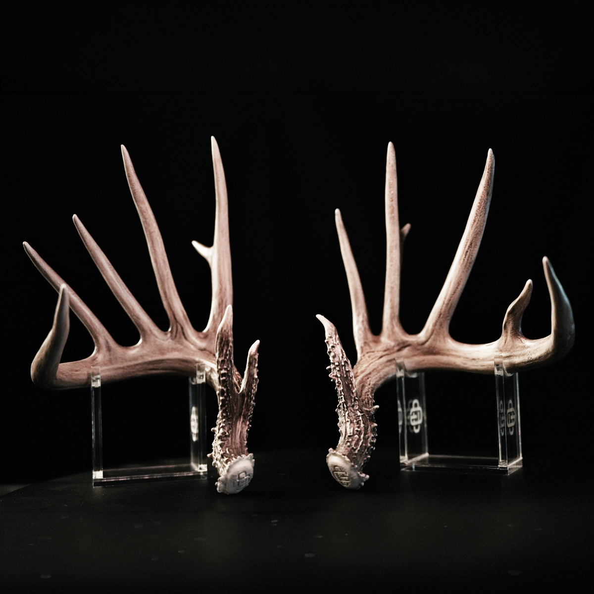 1/2 Scale Replica Shed Antlers from 