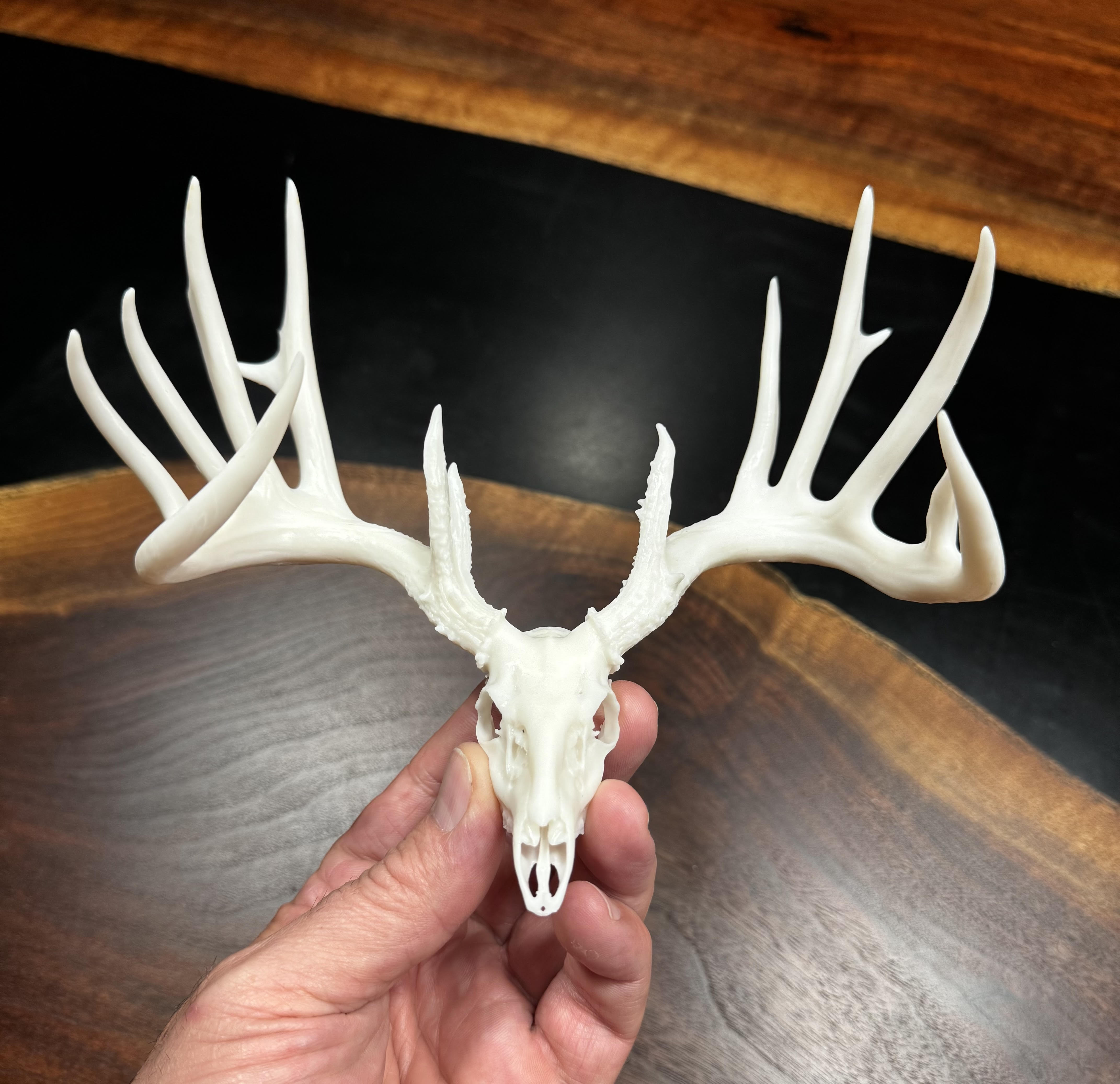 thumbnail image 2 of White-Tailed Deer Skull - 1:24 Scale Replica For Dollhouse Miniature Diorama (1pc) 2 of 3